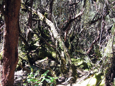 Bosque San Luis, Parque Nacional Cajas, Equador