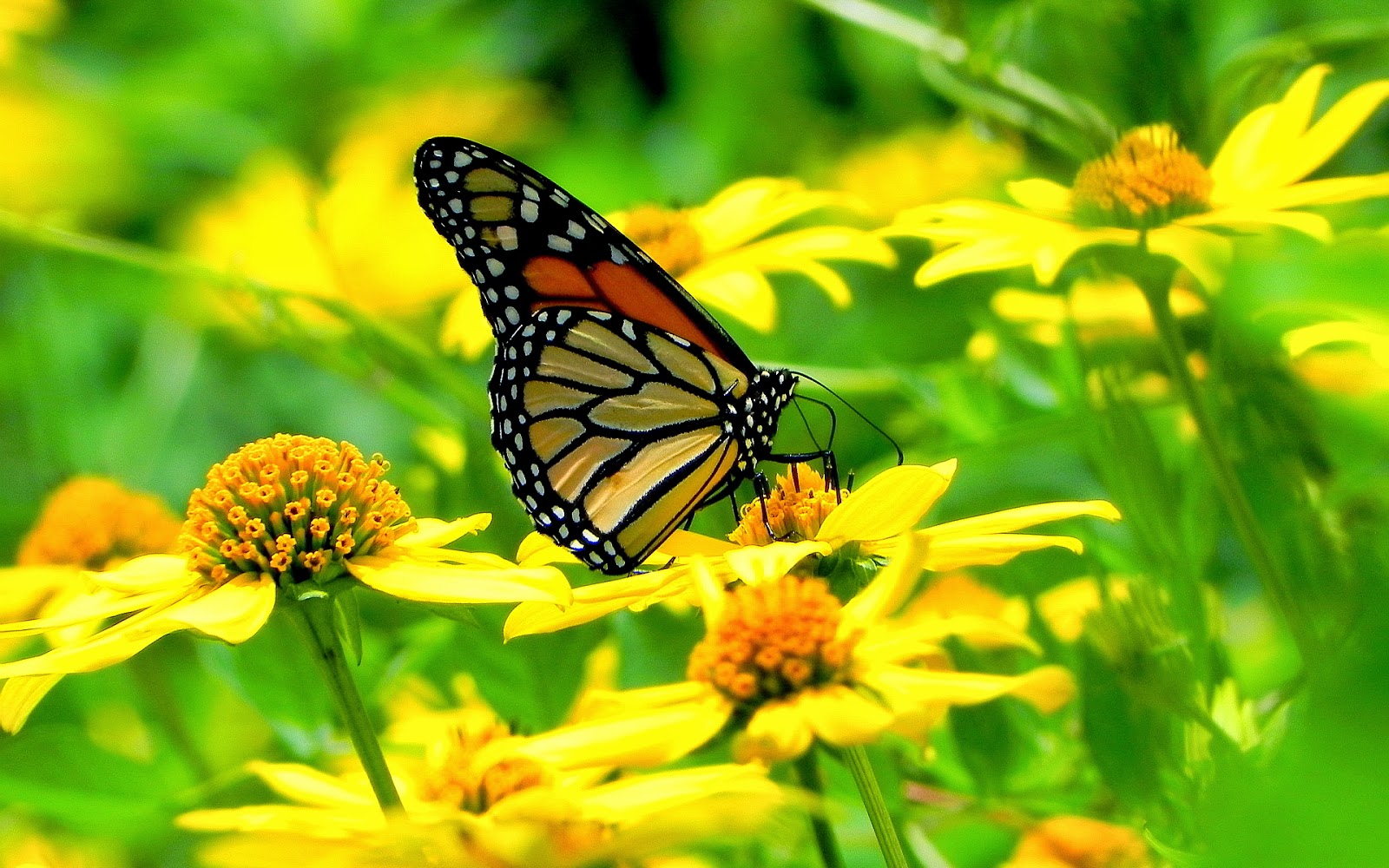yellow flowers and butterflies exciting