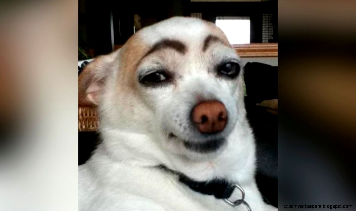 The coolest and the most hilarious funny dog videos ever The coolest and the most hilarious funny dog videos ever