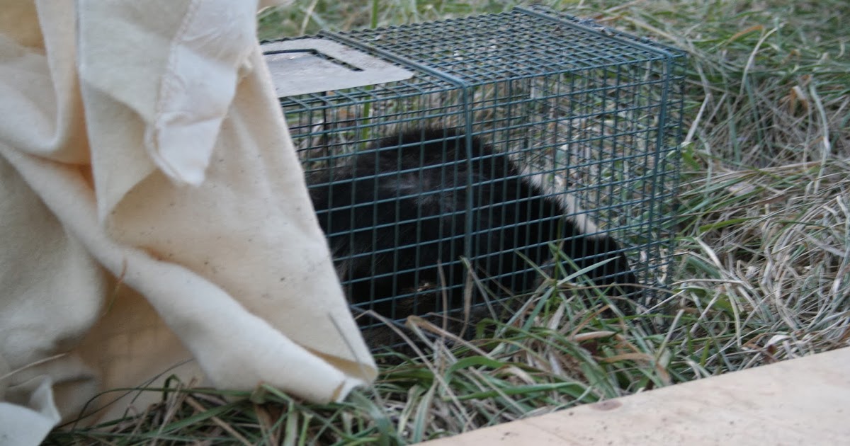 skunk trap remove
