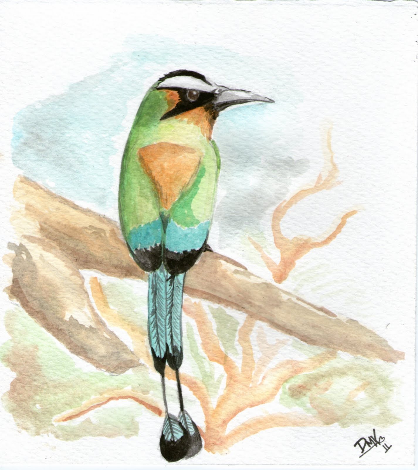 Ave nacional de el salvador para pintar Imagui