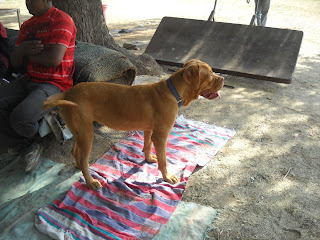 mastiff dog ahmedabad