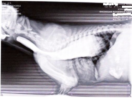 Can Your Dog Give You Chagas Can Your Dog Give You Chagas