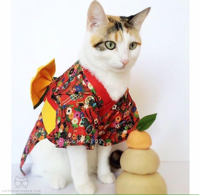 Cats in Kimonos Turning Japanese