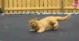 Funny cats - part 113 (40 pics + 10 gifs), cat gif, cute cat