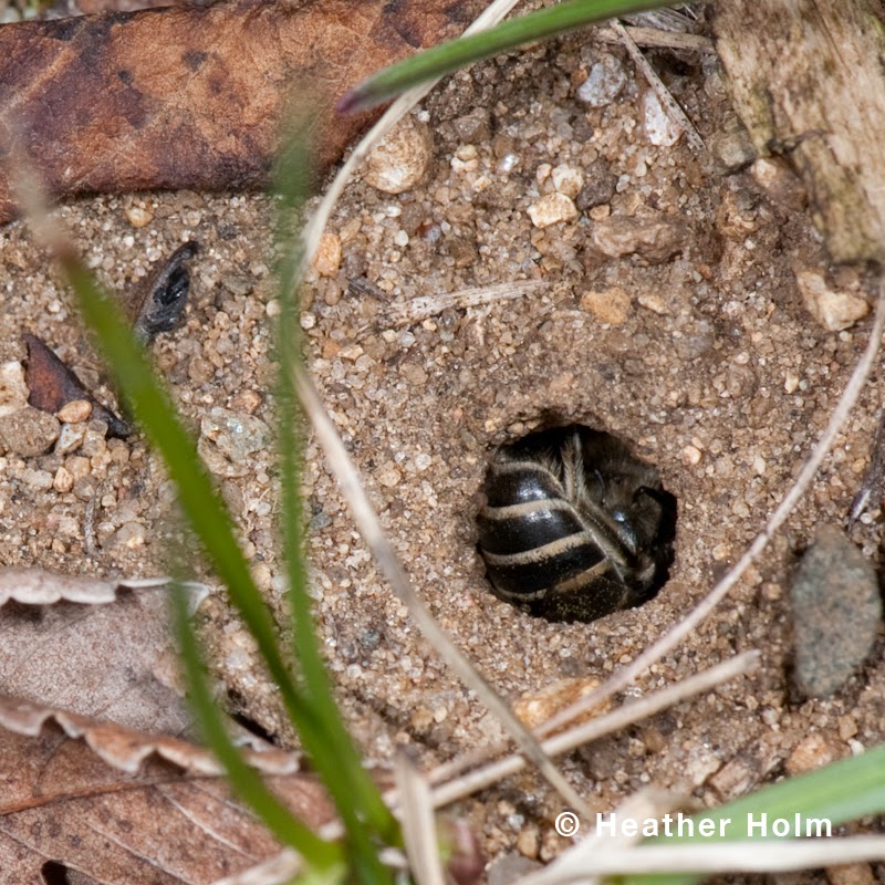 Restoring The Landscape With Native Plants GroundNesting Bee Profile