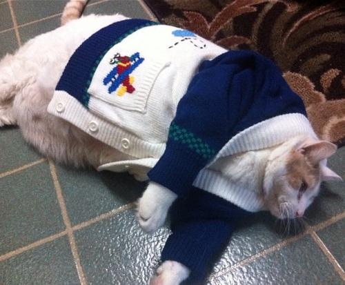 Kaori Likes Things: Caturday: Winter cats edition