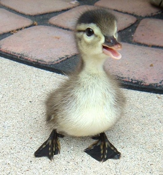 cute baby animals, baby animals, baby animal pictures, adorable baby animal pictures, baby duck, cute baby ducks