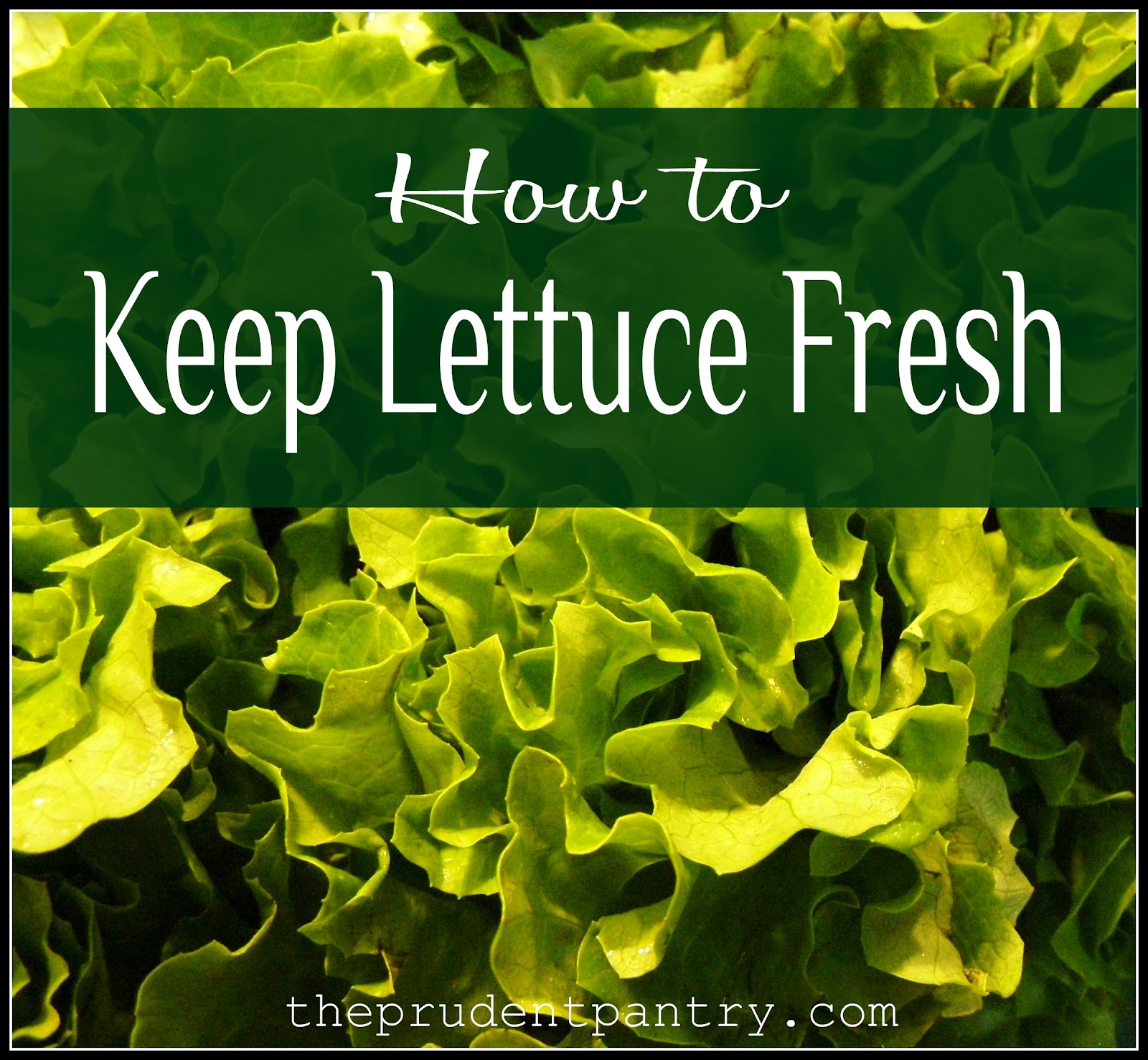 The Prudent Pantry How to Keep Lettuce Fresh