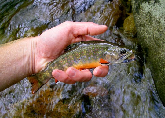 Lynn Camp Prong now has brookies like this one.