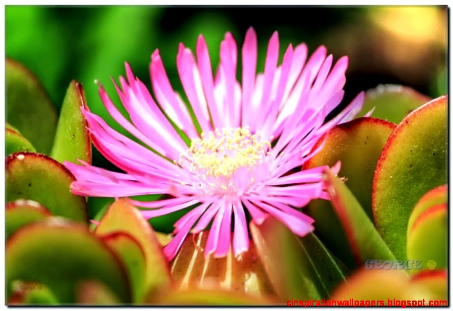 Panoramio Photo of Την άνοιξη αν δεν την βρεις την φτιάχνεις Panoramio Photo of Την άνοιξη αν δεν την βρεις την φτιάχνεις