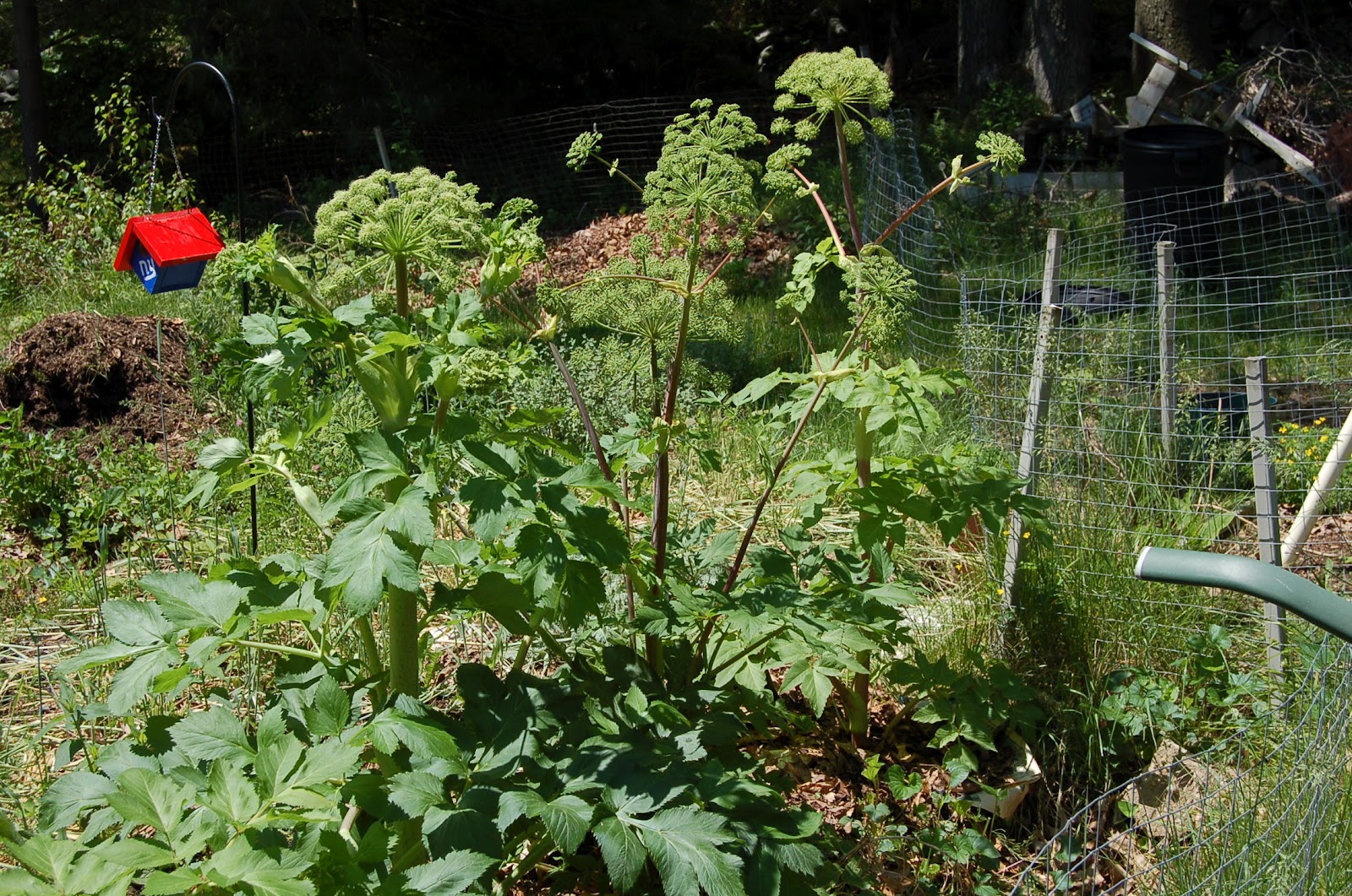 My Flower Garden | Building a New England Homestead