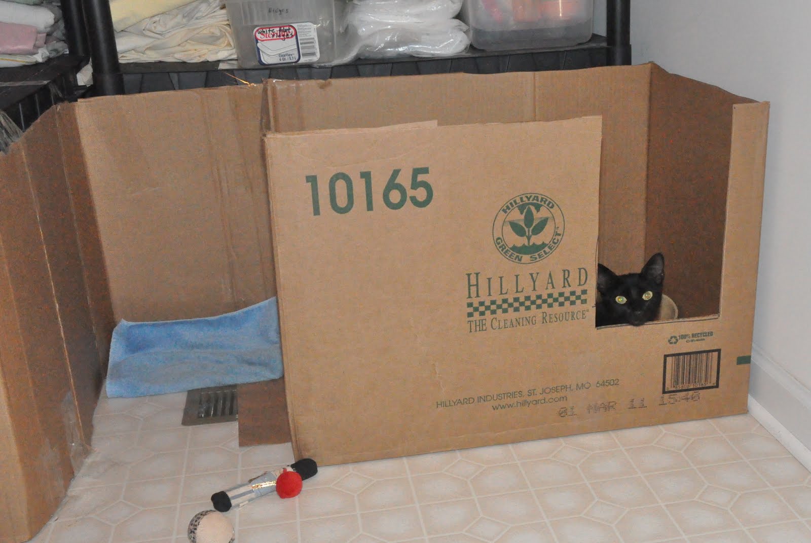 Barb's Cats and Quilts Delcy, the Pregnant Cat