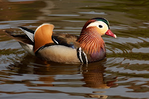 Mandarin