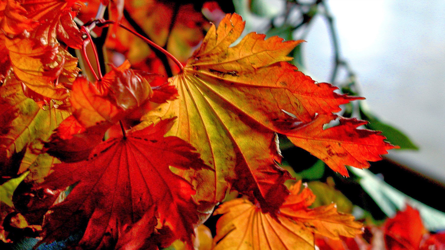 MAP AUTUMN IN MELBOURNE