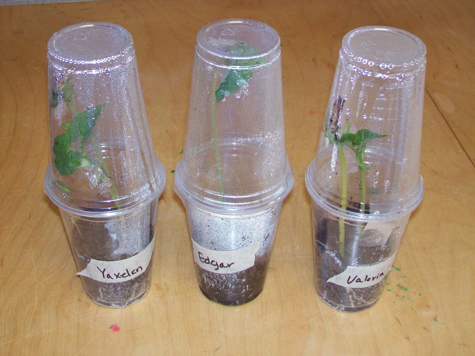 Learning and Teaching With Preschoolers Planting and Gardening in