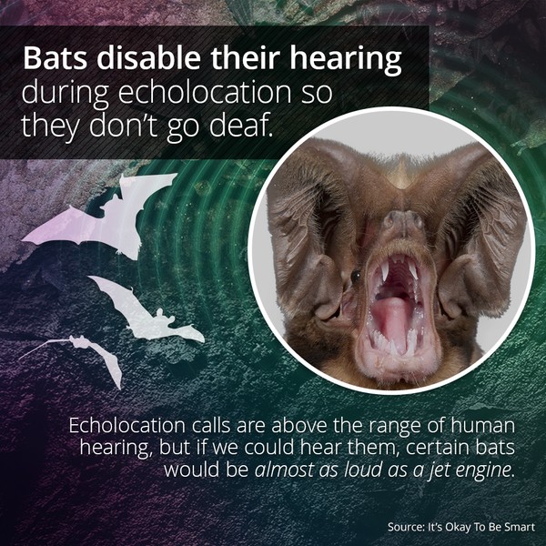 bats disable their hearing