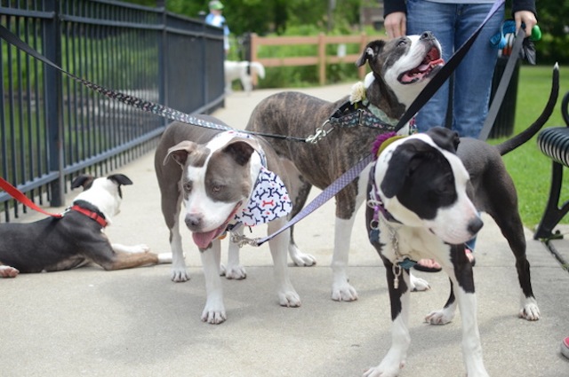 Two Pitties In The City Red Door Animal Shelter 2011 Gimme