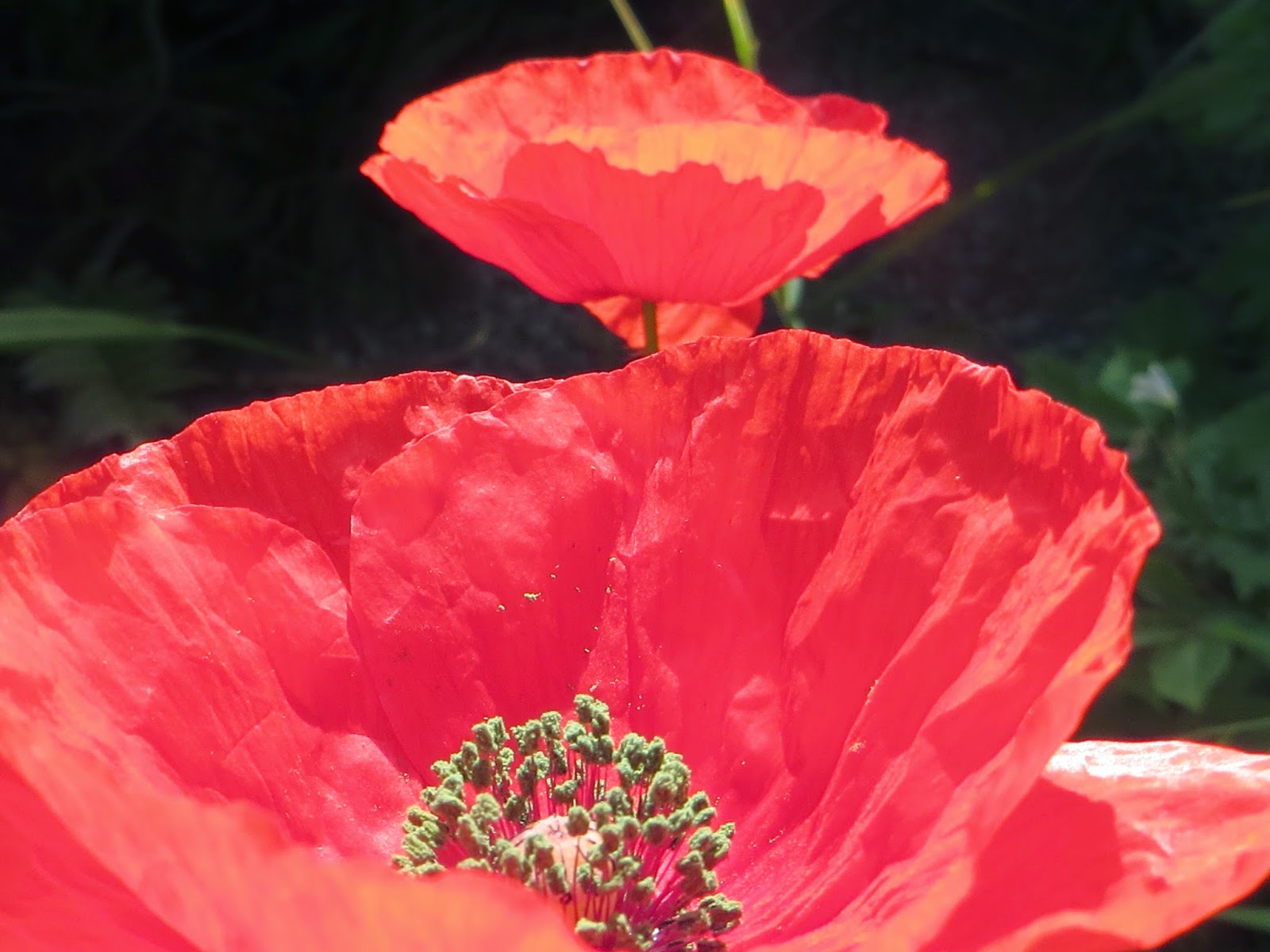 robertguyton Poppy petals