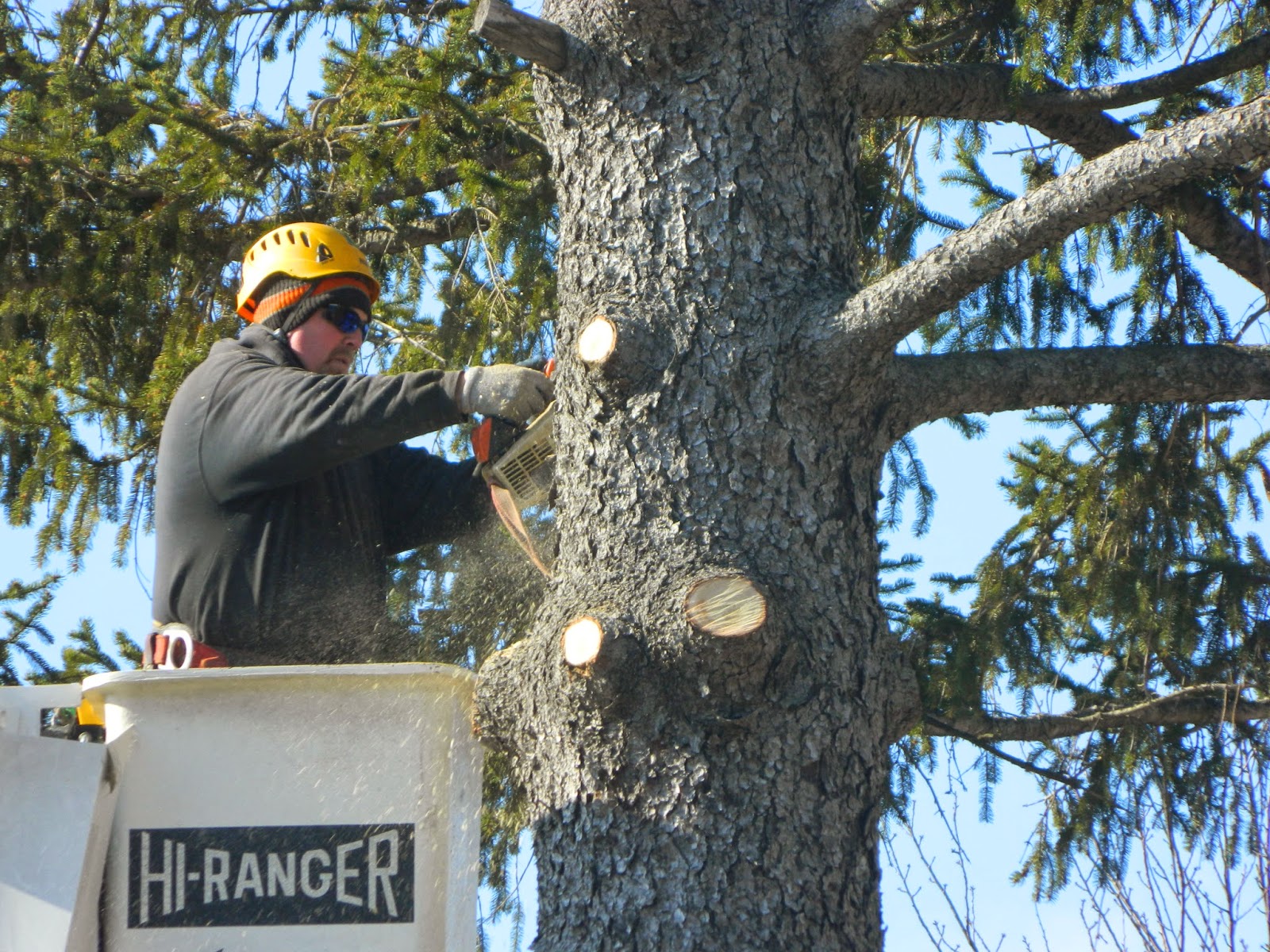 Dan, the Tree Man Pine Tree Removal