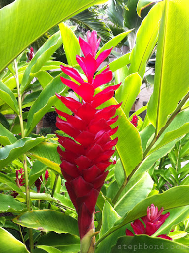 Red Ginger at Papakea Resort, West Maui