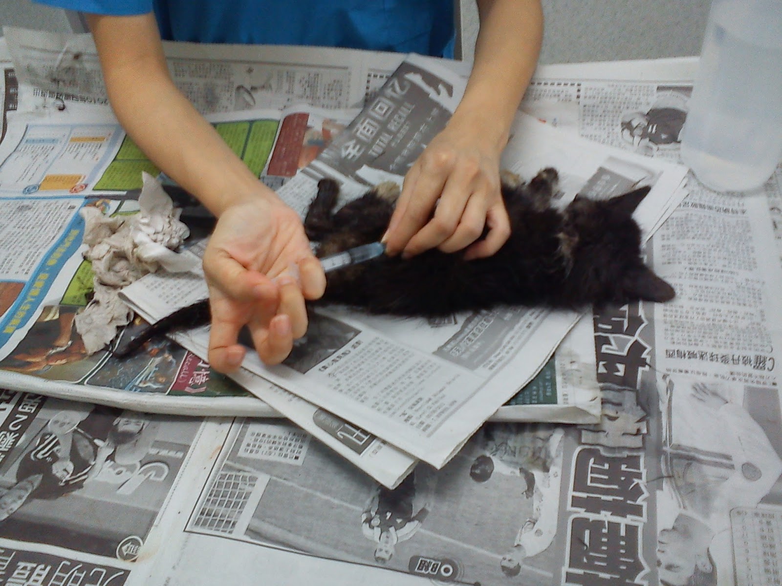 Rectal Prolapse Kitten (Hafiz) | SCRATCH | PetFinder.my WAGazine