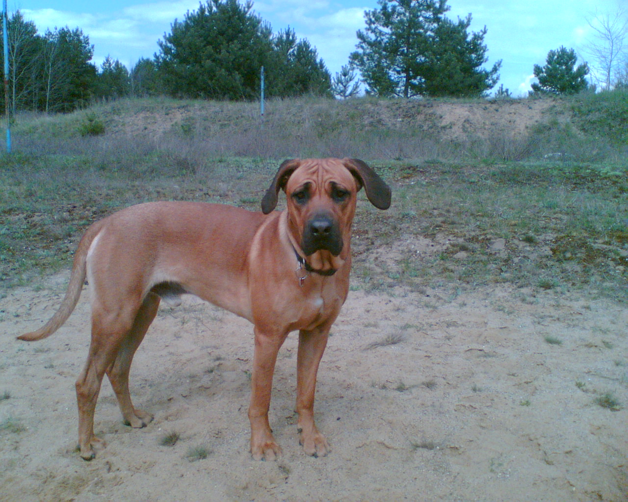 rhodesian ridgeback pug mix rhodesian ridgeback yellow lab mix breeds picture rhodesian ridgeback pug mix rhodesian ridgeback yellow lab mix breeds picture
