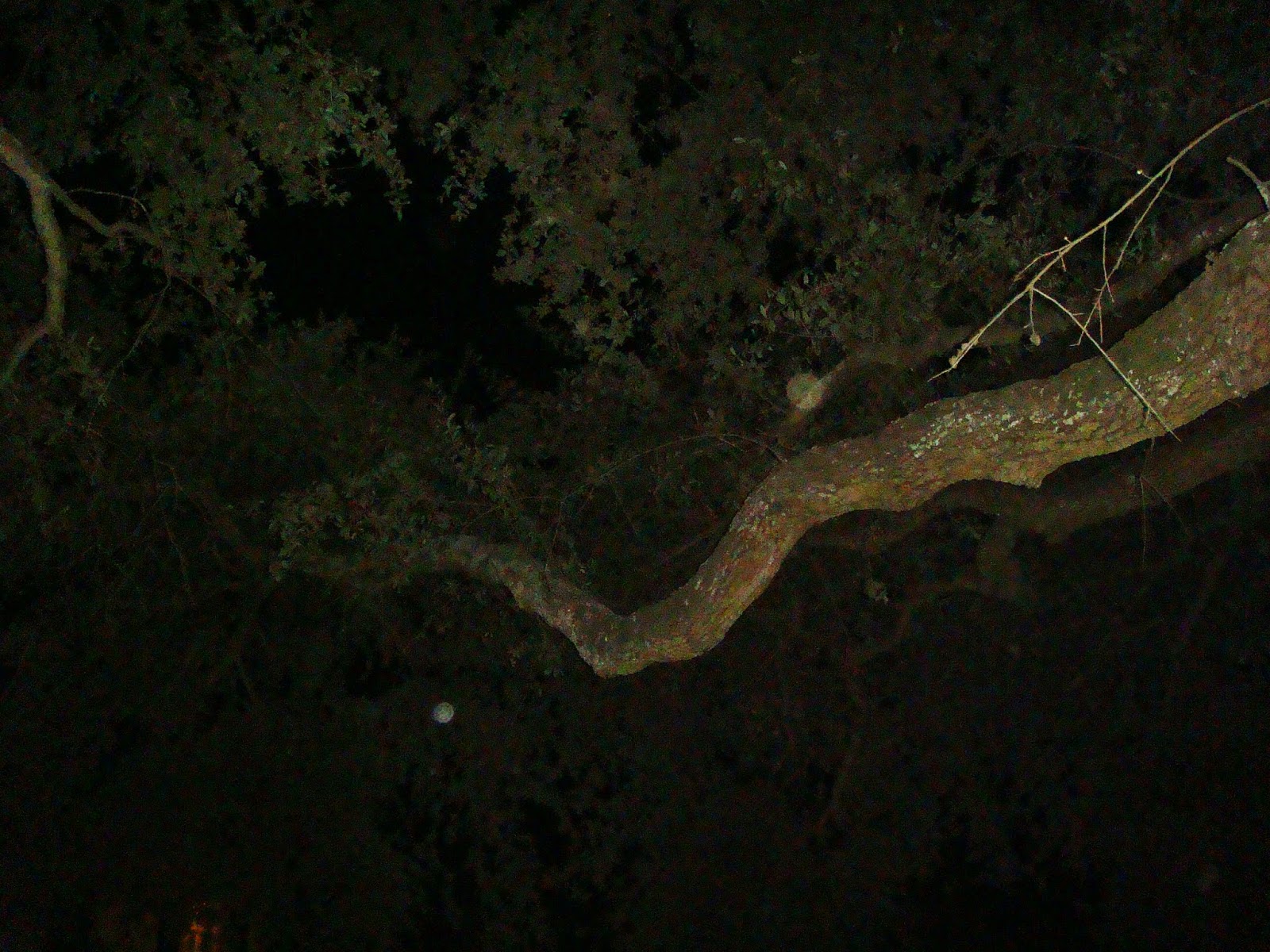 Haunted Holidaze Columbia Square & The Legendary "Hanging Tree