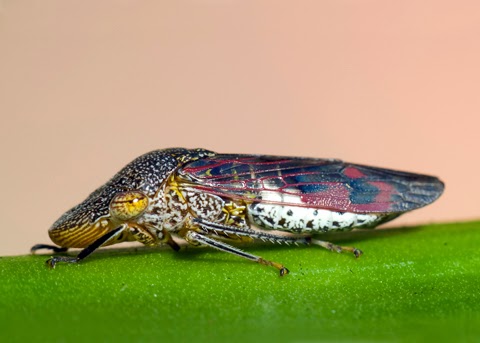 glassy winged sharpshooter glassy winged sharpshooter