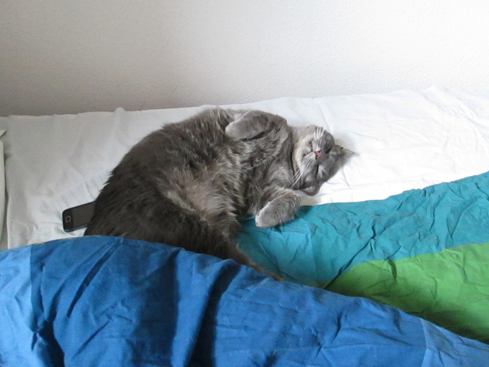 Kokelores Kunst Kitsch Katzen Mai 2013