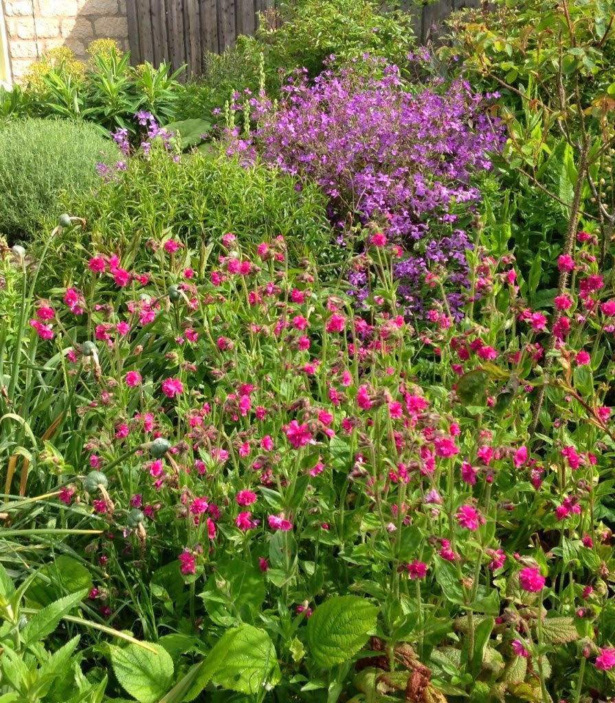 292 Best Shade Plants Images Plants Shade Plants Planting Flowers