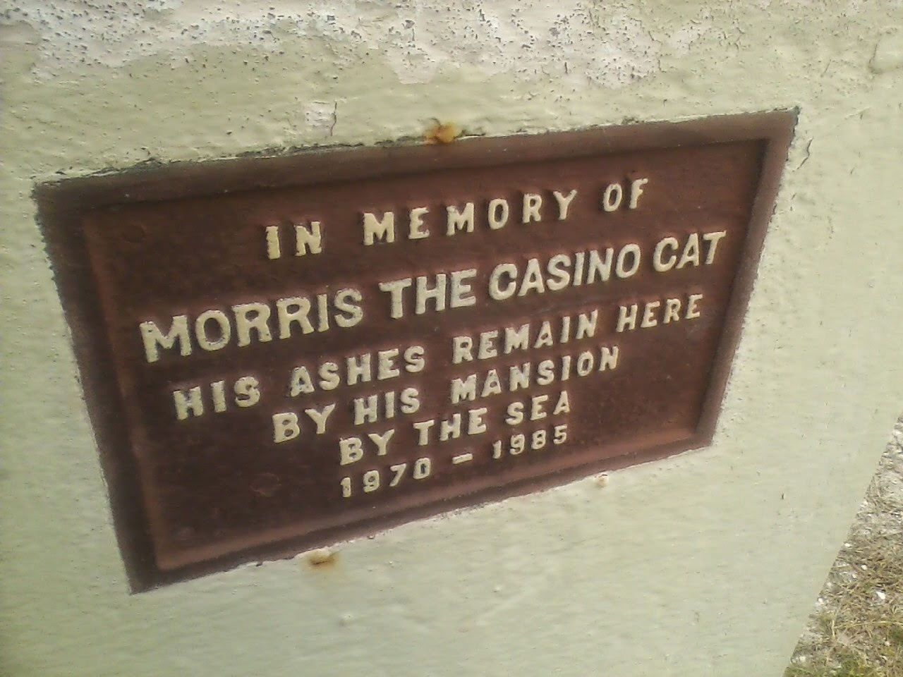 Morris the casino cat