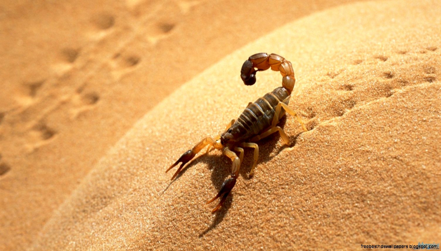 Sahara Desert Scorpion Sahara Desert Scorpion