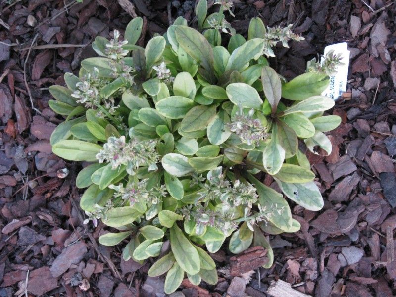 Fifty shades of green Ajuga reptans x tenorii 'Toffee Chip'