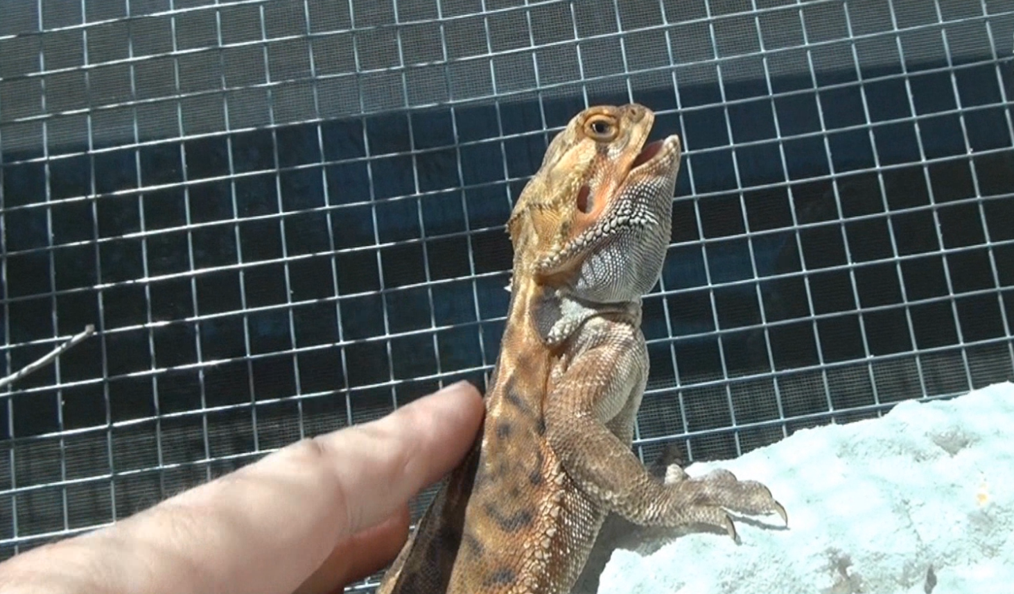 Bearded Dragons Information