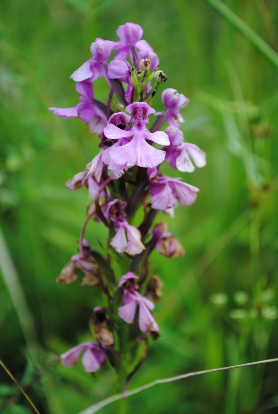 West Virginia Native WildflowersThe Big Year, 2013 Orchids in August