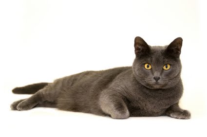 British Shorthair Cat Animals Library