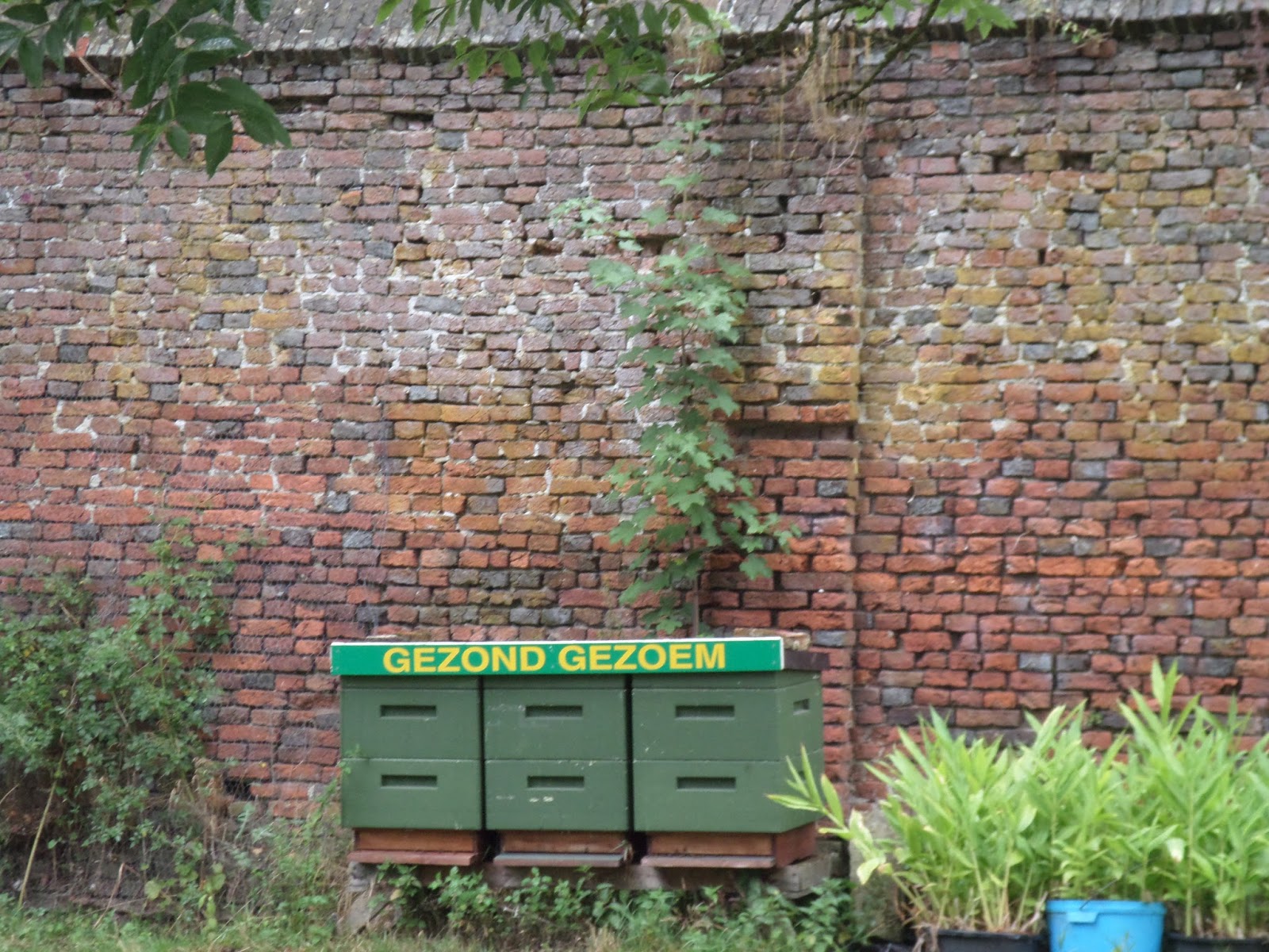 Rookzanger: augustus 2015