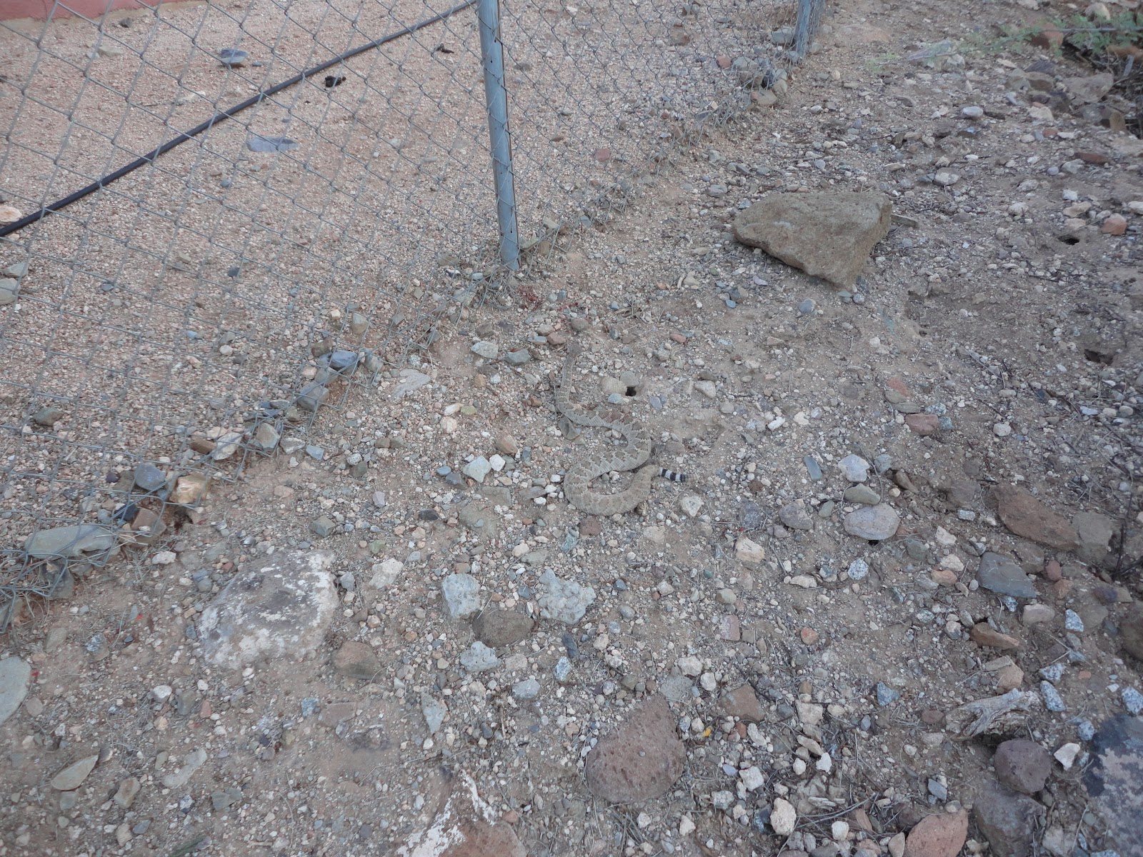 Desert Home: I love the desert, but....