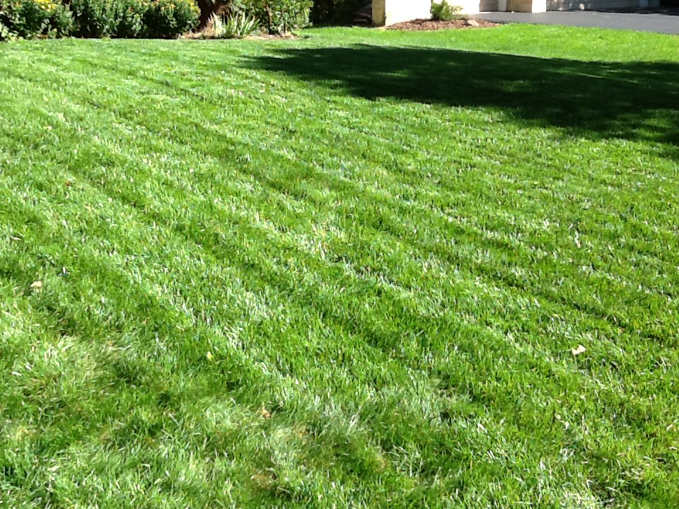 Lawn*Doctor Lawn Care Insights Proper mowing height for the lawn
