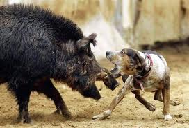 Kontes Lomba Duel Anjing VS Babi Hutan - contoh TVBerita