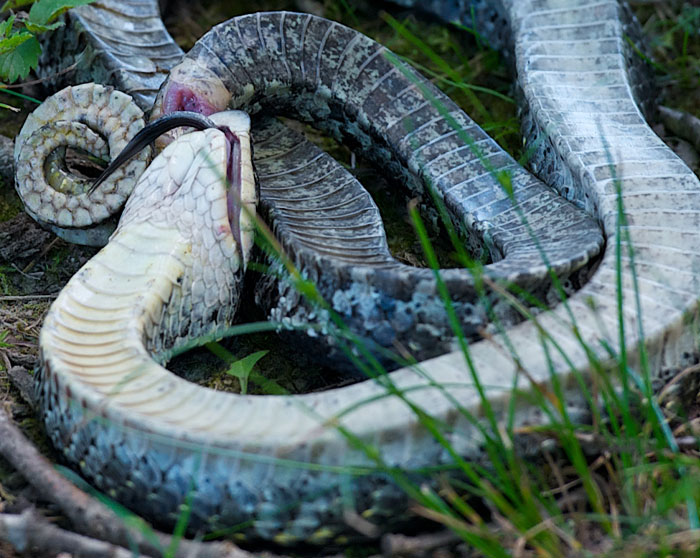 Eastern Hognose Snake, Eastern Hognose Snake playing dead. …