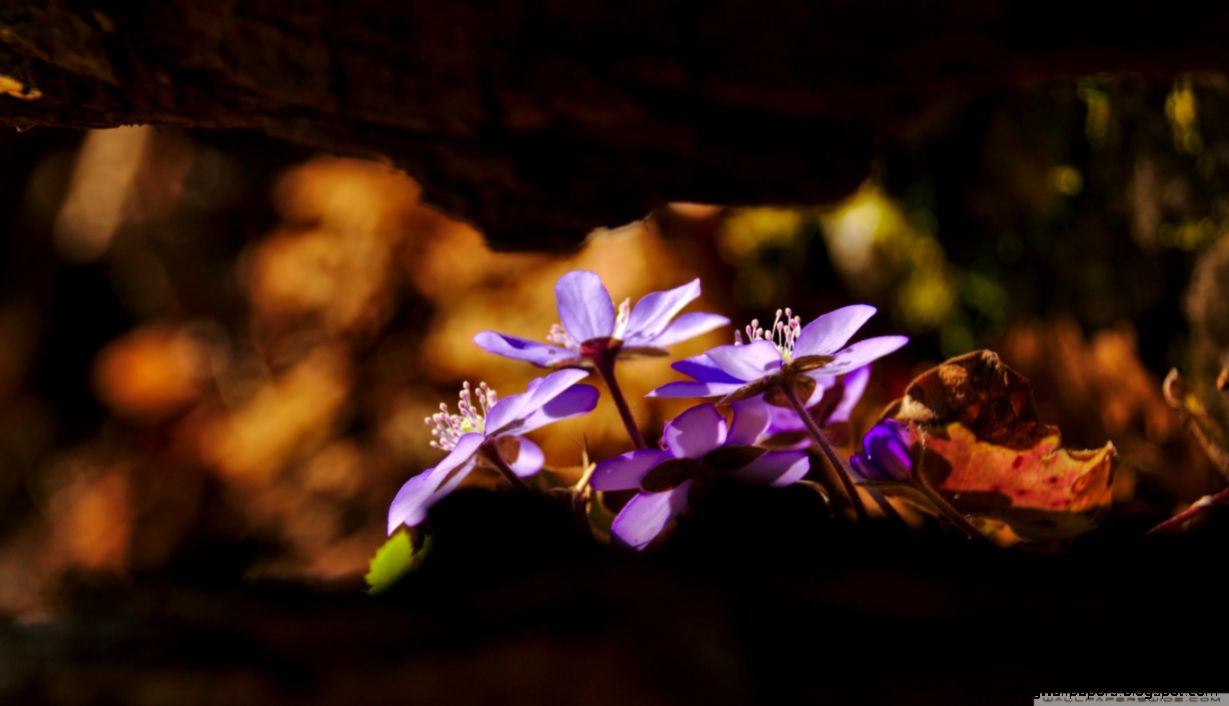 Spring Forest Flowers HD desktop wallpaper Widescreen High Spring Forest Flowers HD desktop wallpaper Widescreen High