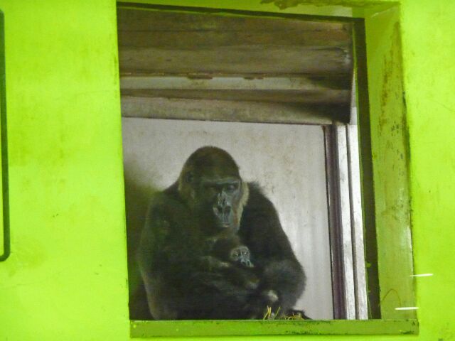 Gottuan S Room ニシゴリラの赤ちゃん ゲンタロウ君 京都市動物園