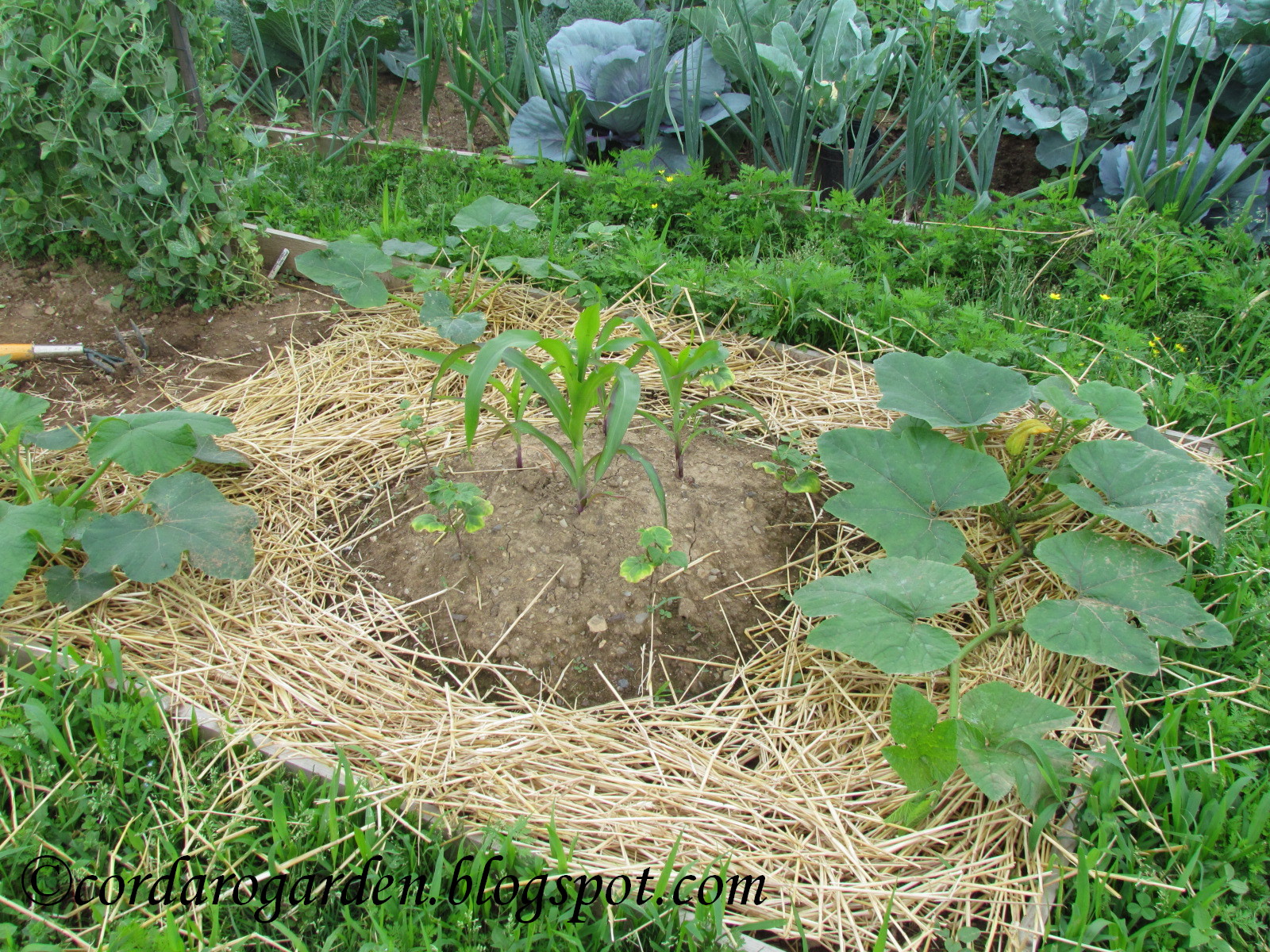 The Gardener of Eden No more spots at the plots, playing