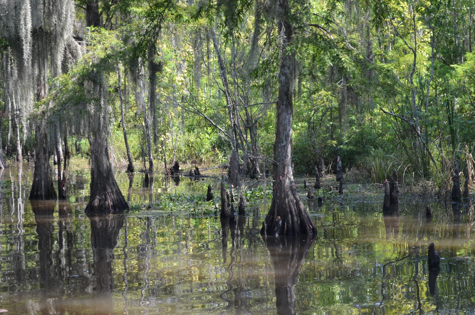 Tales from the Bayou The Atchafalaya Swamp, by Rita