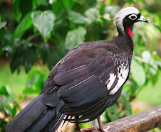 Fauna Bacia Taquari-Antas- Fonte: Aepan-ONG - Série: Aves