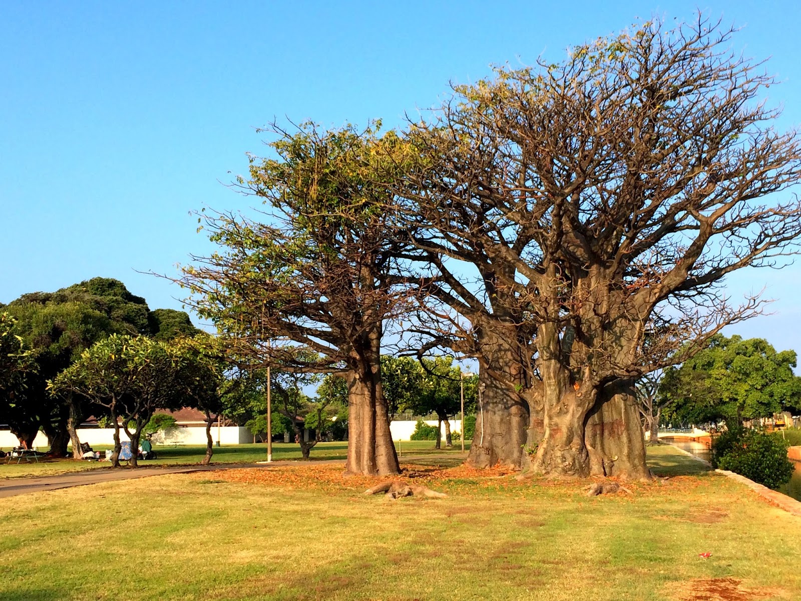Aloha from Hawaii The Baobab Tree
