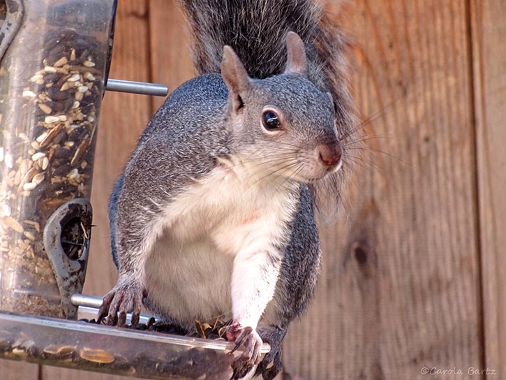 carola bARTz This Squirrel is Ready to Kill
