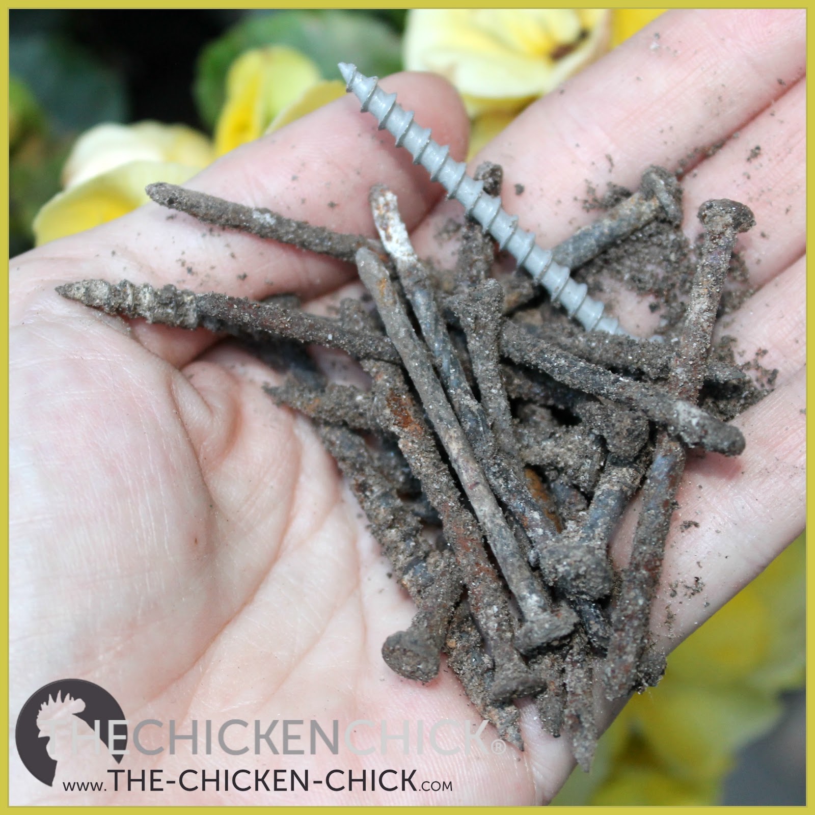 Hardware Disease in Backyard Chickens The Chicken Chick®